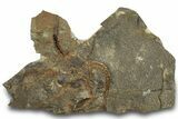 Bargain, Ordovician Brittle Star (Ophiura) - Morocco #306227-1